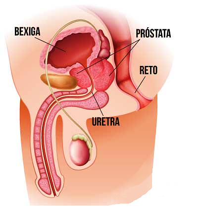 Anatomia da próstata

